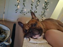 Lost Male Dog last seen Holman, 27th st, Waco, TX 76707