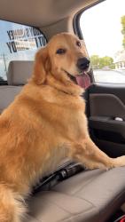 Found/Stray Female Dog last seen Enka hwy, Morristown, TN 37813