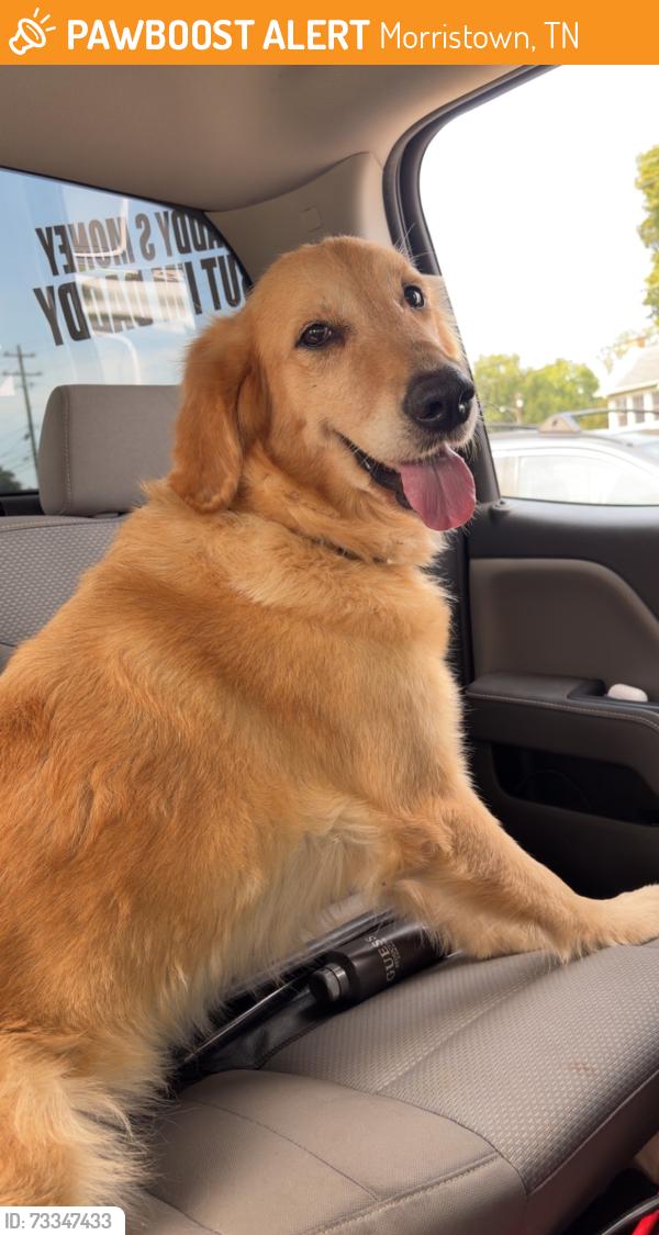 Found/Stray Female Dog last seen Enka hwy, Morristown, TN 37813