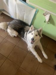 Found/Stray Unknown Dog last seen Gibson and Yale, Albuquerque, NM 87106