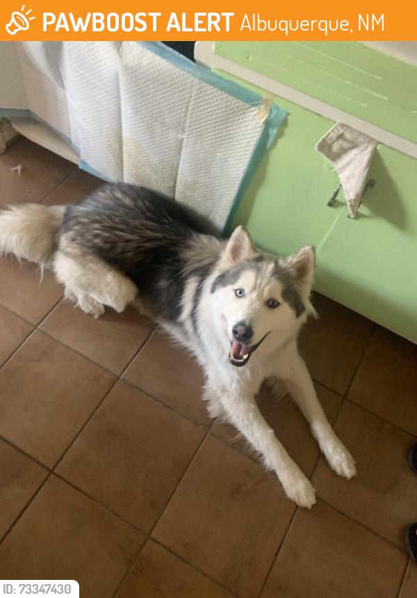 Found/Stray Unknown Dog last seen Gibson and Yale, Albuquerque, NM 87106