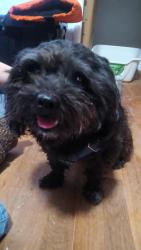 Found/Stray Male Dog last seen 9th and Sussex way, Fresno, CA 93726