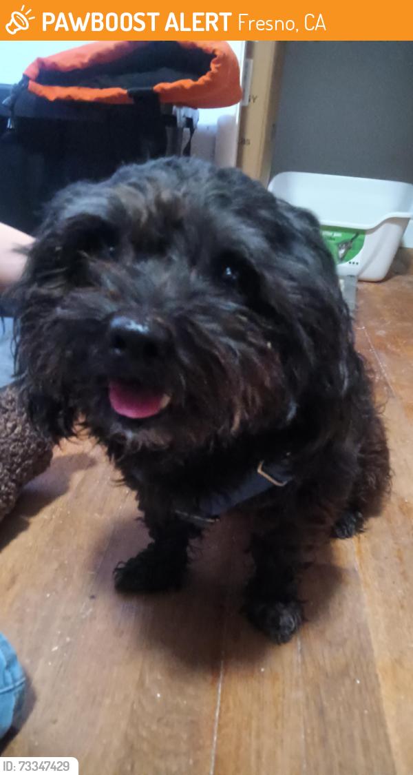 Found/Stray Male Dog last seen 9th and Sussex way, Fresno, CA 93726