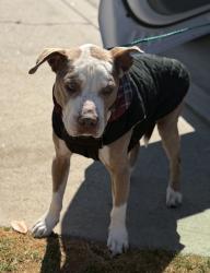 Reunited Male Dog last seen 10th St, Hermosa Beach, CA 90254