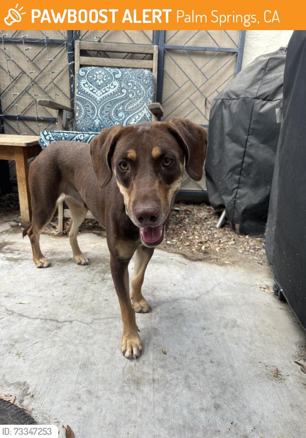 Found/Stray Female Dog last seen Tahquitz Creek Golf Resort, Palm Springs, CA 92234