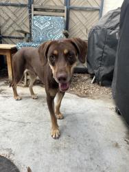 Found/Stray Female Dog last seen Tahquitz Creek Golf Resort, Palm Springs, CA 92234