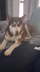 Lost Female Dog last seen Around Georgia power on Duluth hwy, Lawrenceville, GA 30043