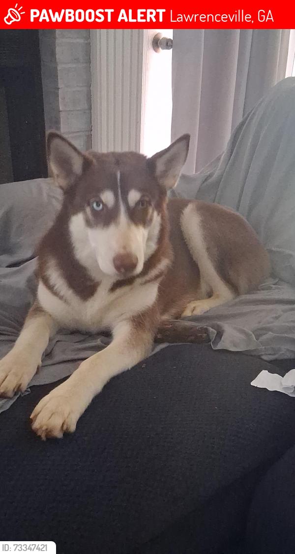 Lost Female Dog last seen Around Georgia power on Duluth hwy, Lawrenceville, GA 30043