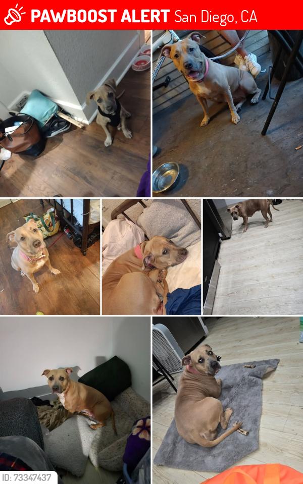 Lost Female Dog last seen Near Chapman Street West point Loma blvd, San Diego, CA 92110