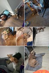 Lost Female Dog last seen Near Chapman Street West point Loma blvd, San Diego, CA 92110