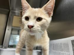 Shelter Stray Unknown Cat last seen Near BLOCK S MERIDIAN AVE, WICHITA KS 67217, 3303 N Hillside St, Wichita, KS 67219, USA