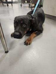 Shelter Stray Female Dog last seen STATE/FLORIDA, HEMET, CA, 581 S Grand Ave, San Jacinto, CA 92582, USA