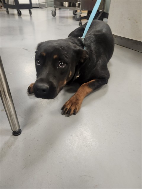 Shelter Stray Female Dog last seen STATE/FLORIDA, HEMET, CA, 581 S Grand Ave, San Jacinto, CA 92582, USA