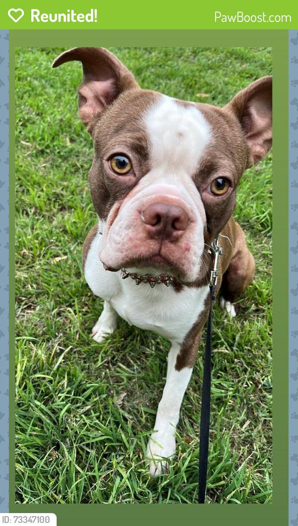 Reunited Male Dog last seen Congress, Austin, TX 78744
