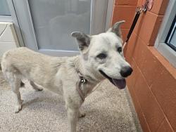 Shelter Stray Male Dog last seen Near BLOCK E TANAGER DR, PUEBLO CO 81007, 4600 Eagleridge Pl, Pueblo, CO 81008, USA