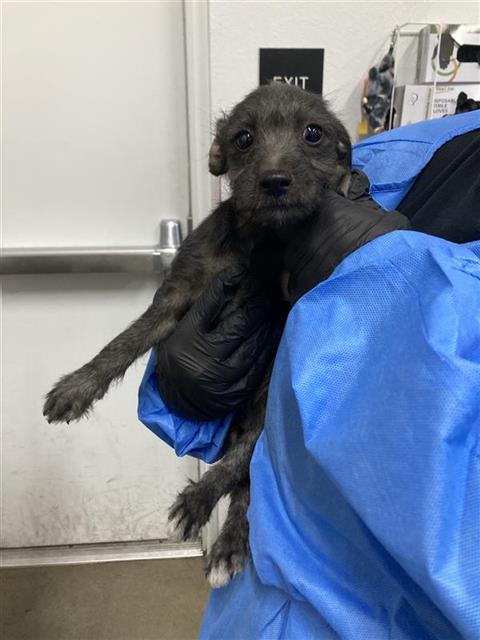 Shelter Stray Female Dog last seen Near BLOCK W WHITES BRIDGE AVE, FRESNO CA 93706, 5277 E Airways Blvd, Fresno, CA 93727, USA