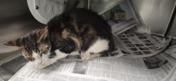 Shelter Stray Male Cat last seen , 11361 W Pico Blvd, Los Angeles, CA 90064, USA