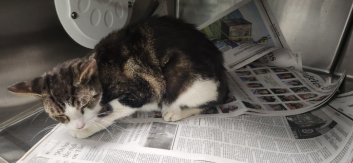 Shelter Stray Male Cat last seen , 11361 W Pico Blvd, Los Angeles, CA 90064, USA