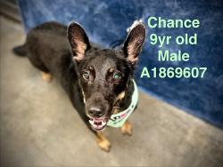 Shelter Stray Male Dog last seen , West Valley Animal Shelter, 20655 Plummer St, Chatsworth, CA 91311, USA