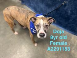Shelter Stray Female Dog last seen , West Valley Animal Shelter, 20655 Plummer St, Chatsworth, CA 91311, USA