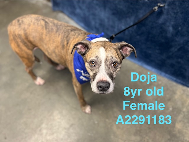 Shelter Stray Female Dog last seen , West Valley Animal Shelter, 20655 Plummer St, Chatsworth, CA 91311, USA