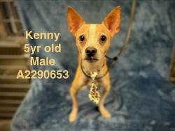 Shelter Stray Male Dog last seen , West Valley Animal Shelter, 20655 Plummer St, Chatsworth, CA 91311, USA