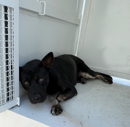 Shelter Stray Male Dog last seen , West Valley Animal Shelter, 20655 Plummer St, Chatsworth, CA 91311, USA