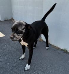 Shelter Stray Female Dog last seen , West Valley Animal Shelter, 20655 Plummer St, Chatsworth, CA 91311, USA