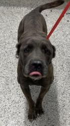 Shelter Stray Female Dog last seen Near BLOCK VAN DYKE DETROIT MI 48234, 7401 Chrysler Dr, Detroit, MI 48211, USA