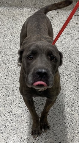 Shelter Stray Female Dog last seen Near BLOCK VAN DYKE DETROIT MI 48234, 7401 Chrysler Dr, Detroit, MI 48211, USA