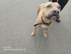 Shelter Stray Female Dog last seen Near BLOCK STRATHMOOR ST, DETROIT, MI 48227, 7401 Chrysler Dr, Detroit, MI 48211, USA