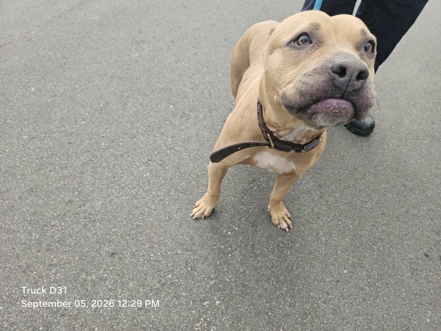 Shelter Stray Female Dog last seen Near BLOCK STRATHMOOR ST, DETROIT, MI 48227, 7401 Chrysler Dr, Detroit, MI 48211, USA