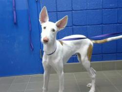 Shelter Stray Male Dog last seen Near BLOCK BROOK PASEO DEL NORTE, 8920 Lomas Blvd NE, Albuquerque, NM 87112, USA