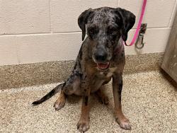 Shelter Stray Female Dog last seen Near BLOCK E FOUNTAIN BLVD, COLORADO SPRINGS CO 80916, 610 Abbot Ln, Colorado Springs, CO 80905, USA