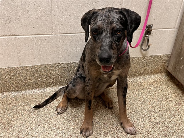 Shelter Stray Female Dog last seen Near BLOCK E FOUNTAIN BLVD, COLORADO SPRINGS CO 80916, 610 Abbot Ln, Colorado Springs, CO 80905, USA