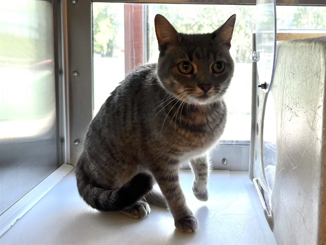 Shelter Stray Female Cat last seen Near BLOCK W CUCHARRAS ST, COLORADO SPRINGS CO 80905, 610 Abbot Ln, Colorado Springs, CO 80905, USA