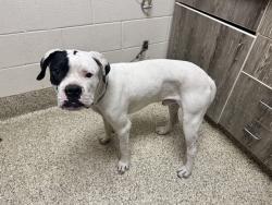 Shelter Stray Male Dog last seen Near BLOCK LAKEWOOD CIR, COLORADO SPRINGS CO 80910, 610 Abbot Ln, Colorado Springs, CO 80905, USA