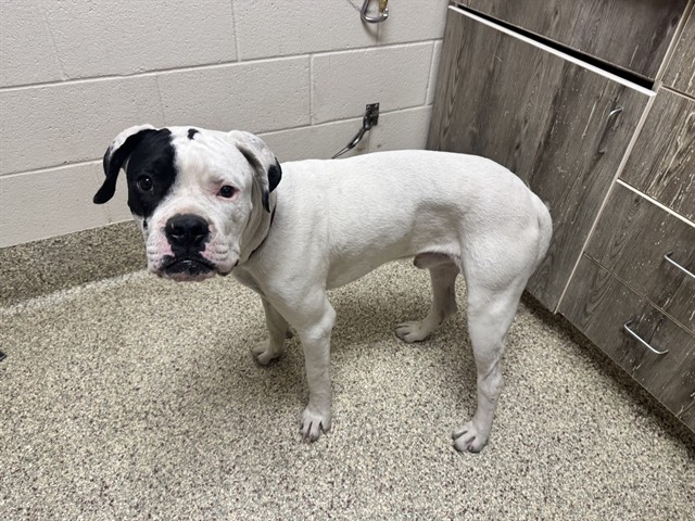 Shelter Stray Male Dog last seen Near BLOCK LAKEWOOD CIR, COLORADO SPRINGS CO 80910, 610 Abbot Ln, Colorado Springs, CO 80905, USA