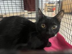Shelter Stray Male Cat last seen , 957 N Gaffey St, San Pedro, CA 90731, USA