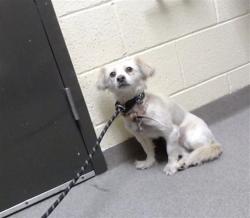 Shelter Stray Female Dog last seen Near BLOCK N DEARBORN ST, DENVER CO 80239, 1241 W Bayaud Ave, Denver, CO 80223, USA