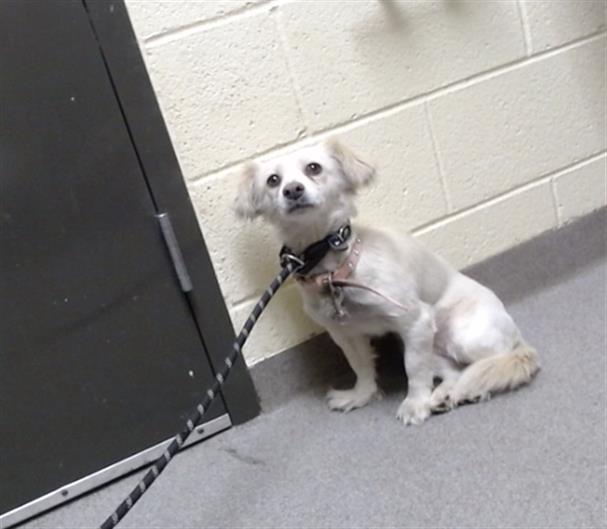 Shelter Stray Female Dog last seen Near BLOCK N DEARBORN ST, DENVER CO 80239, 1241 W Bayaud Ave, Denver, CO 80223, USA