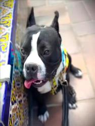 Shelter Stray Male Dog last seen , 1850 W 60th St, Los Angeles, CA 90047, USA