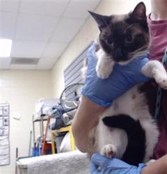 Shelter Stray Female Cat last seen Near BLOCK W HAMPDEN AVE, DENVER CO 80227, 1241 W Bayaud Ave, Denver, CO 80223, USA