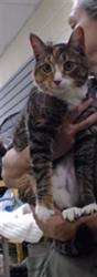 Shelter Stray Female Cat last seen Near BLOCK W BAYAUD AVE, DENVER CO 80223, 1241 W Bayaud Ave, Denver, CO 80223, USA