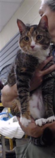 Shelter Stray Female Cat last seen Near BLOCK W BAYAUD AVE, DENVER CO 80223, 1241 W Bayaud Ave, Denver, CO 80223, USA