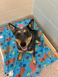 Shelter Stray Female Dog last seen COLFAX AND PIGGOTT RD, 12155 Park Blvd, Brighton, CO 80601, USA