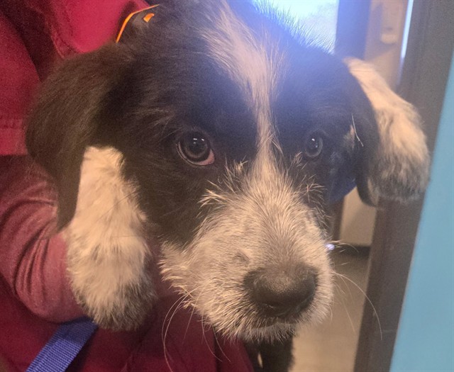 Shelter Stray Female Dog last seen UNKNOWN BAKERSFIELD, 201 S Mt Vernon Ave, Bakersfield, CA 93307, USA