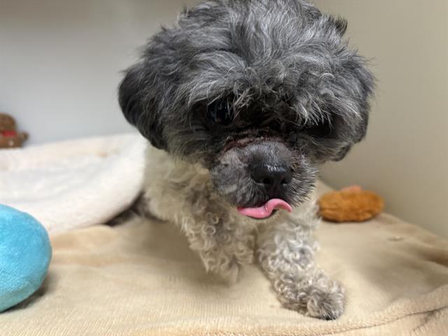 Shelter Stray Female Dog last seen 58TH AND LISBON, 3839 W Burnham St, West Milwaukee, WI 53215, USA