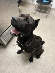 Shelter Stray Male Dog last seen Near BLOCK GOLF COURSE RD, TAFT CA 93268, 3951 Fruitvale Ave, Bakersfield, CA 93308, USA