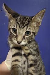 Shelter Stray Male Cat last seen Near BLOCK E ROBERTS LN, BAKERSFIELD CA 93308, 3951 Fruitvale Ave, Bakersfield, CA 93308, USA